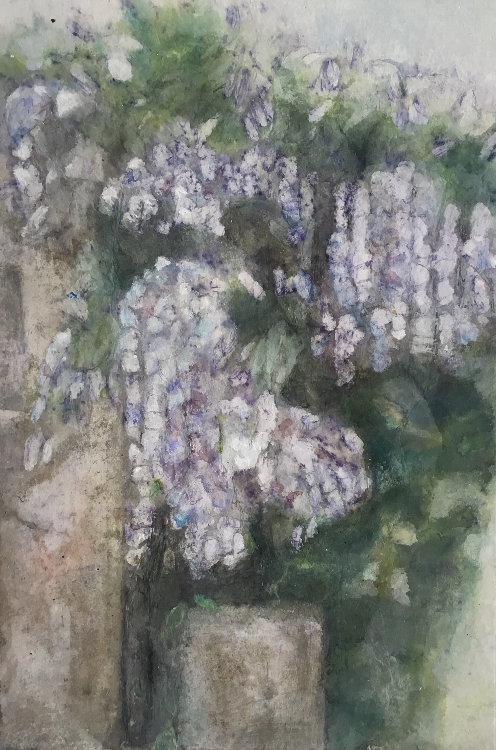 Glycine. Encre sur papier