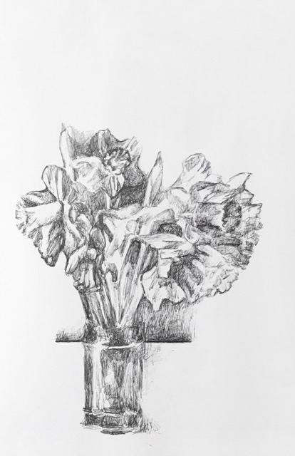 Jonquilles, Narcisses. Dessin au Stylo.