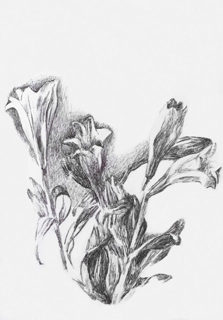 Lys, lilium. Dessin au Stylo.
